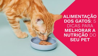 Alimentação dos gatos: 5 dicas para melhorar a nutrição do seu pet
