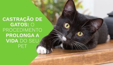 Castração de gatos: o procedimento prolonga a vida do seu pet