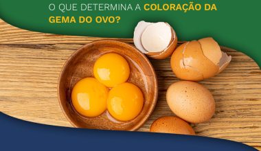 O que determina a coloração da gema do ovo?