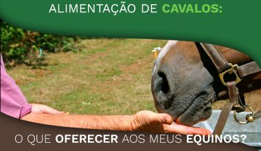 Alimentação de cavalos: o que oferecer aos meus equinos?