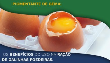 Pigmentante de gema: os benefícios do uso na ração de galinhas poedeiras.