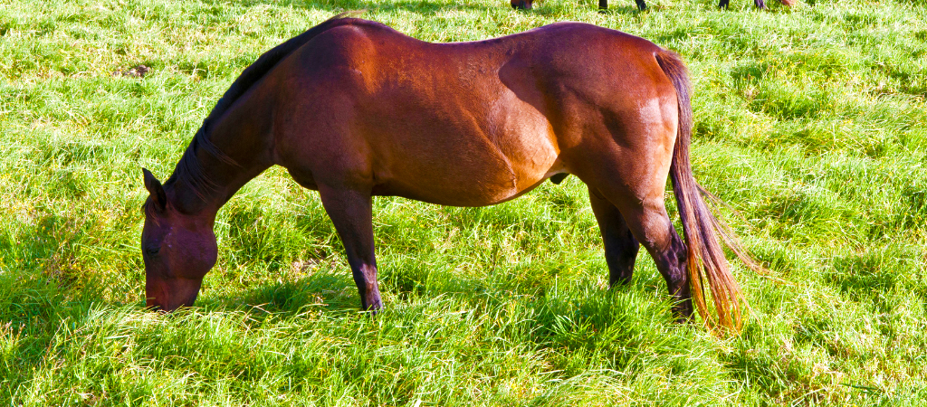 Saiba o que é necessário para ter um cavalo como animal de