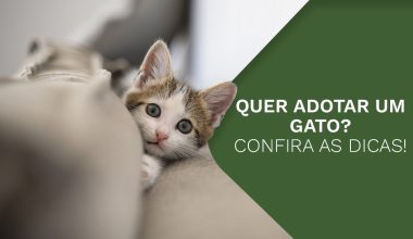 Quer adotar um gato? Confira tudo o que você precisa saber para mantê-lo saudável e feliz