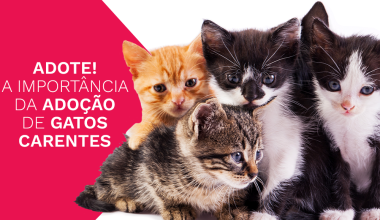 Adote! A importância da adoção de gatos carentes