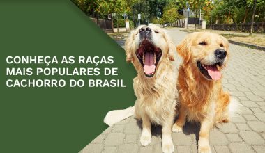 Conheça as raças de cachorro mais populares do Brasil