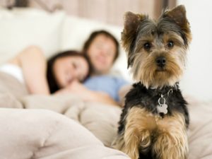 4 vantagens de ter um cachorro