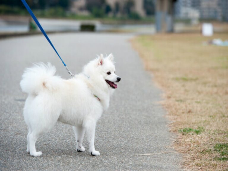 Passear com cachorro.