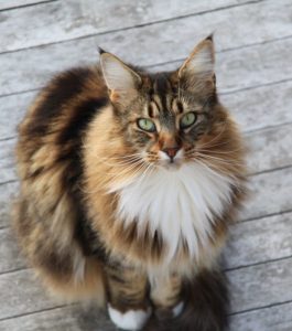 Raças de gatos - Maine-coon