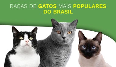 Conheça as raças de gatos mais populares no Brasil