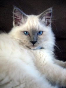 Raças de gatos - Ragdoll