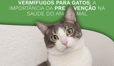 Vermífugos para gatos: a importância da prevenção na saúde do animal