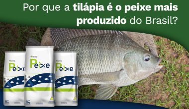 Por que a tilápia é o peixe mais produzido do Brasil?