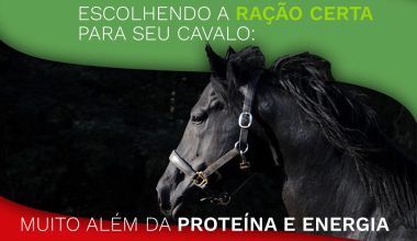 Escolhendo a Ração Certa para Seu Cavalo: Muito Além da Proteína e Energia