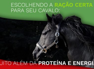 Escolhendo a Ração Certa para Seu Cavalo: Muito Além da Proteína e Energia