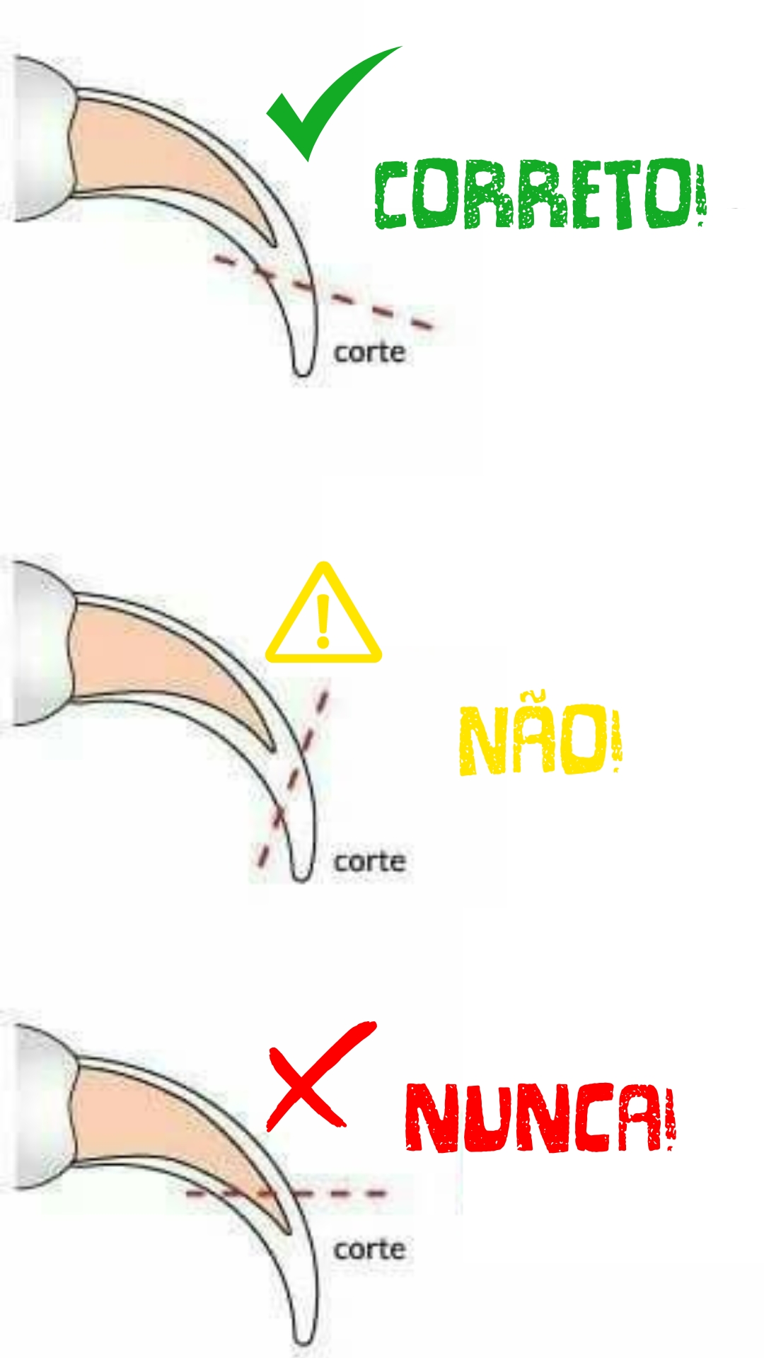 Como cortar as Unhas do Seu Gato