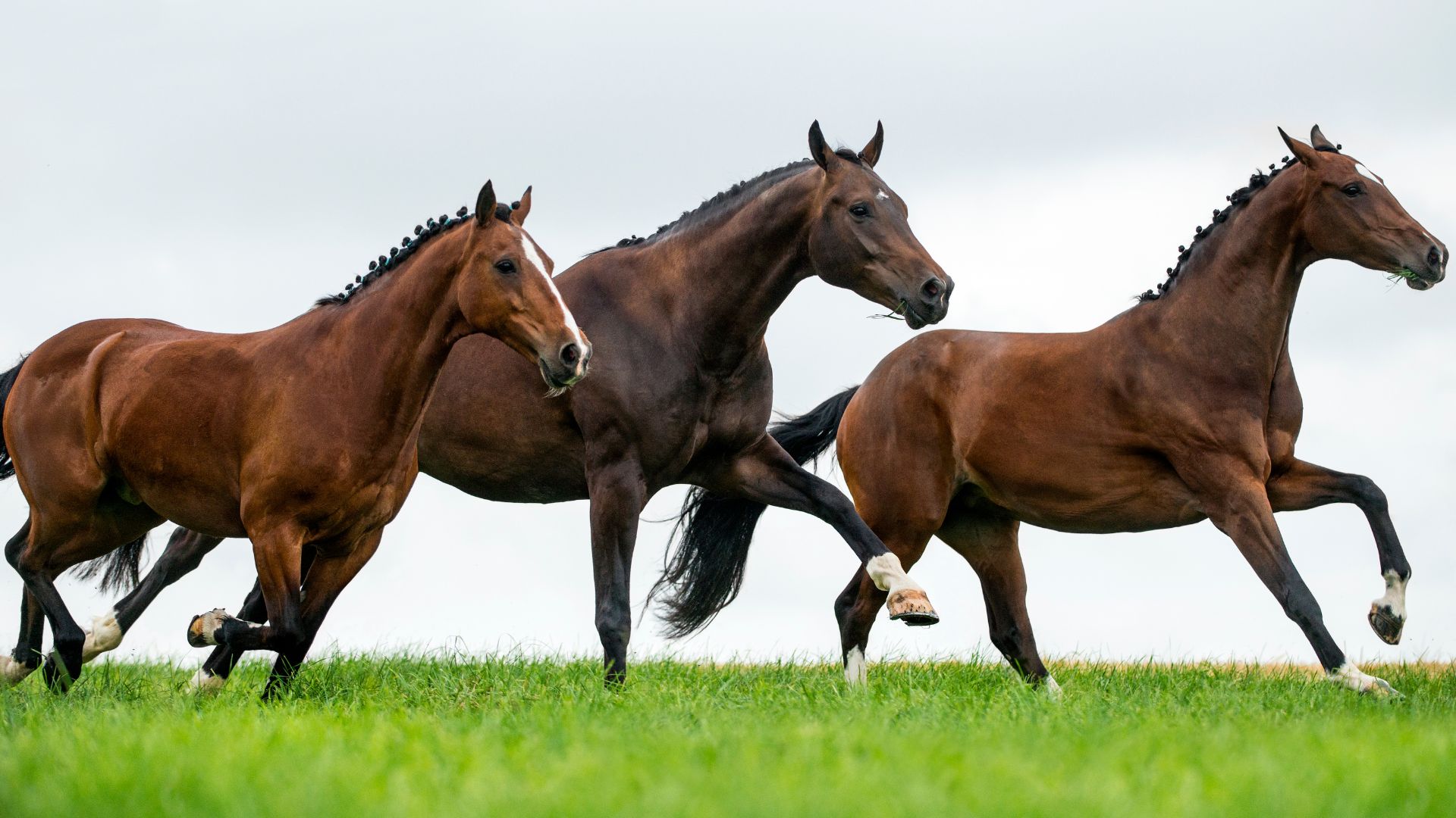  Óleo vs. Amido: Impacto na Saúde Equina. Cavalos saudáveis correndo pelo pasto verde