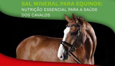 Sal Mineral para Equinos: Nutrição Essencial para a Saúde dos Cavalos