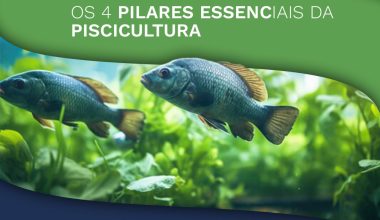 Os 4 Pilares Essenciais da Piscicultura