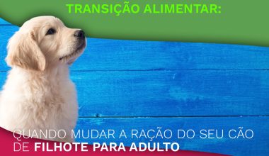 Quando Mudar a Ração do Seu Cão de Filhote para Adulto