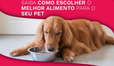 Como saber qual é o melhor alimento para o seu Pet?