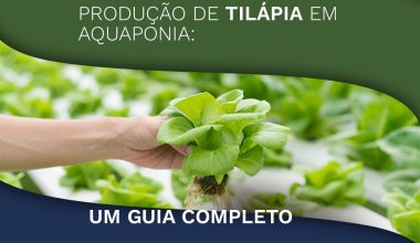 Produção de Tilápia em Aquaponia: Um Guia Completo