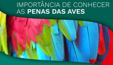 Importância de Conhecer as Penas das Aves