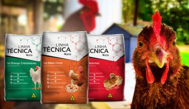 A Importância do Prebiótico e Probiótico na Nutrição das Aves