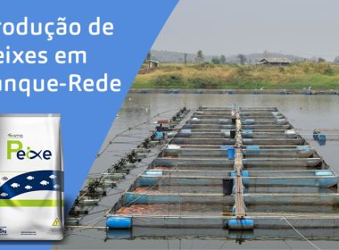 Produção de Peixes em Tanque-Rede: Vantagens, Nutrição e Saúde na Aquicultura Moderna