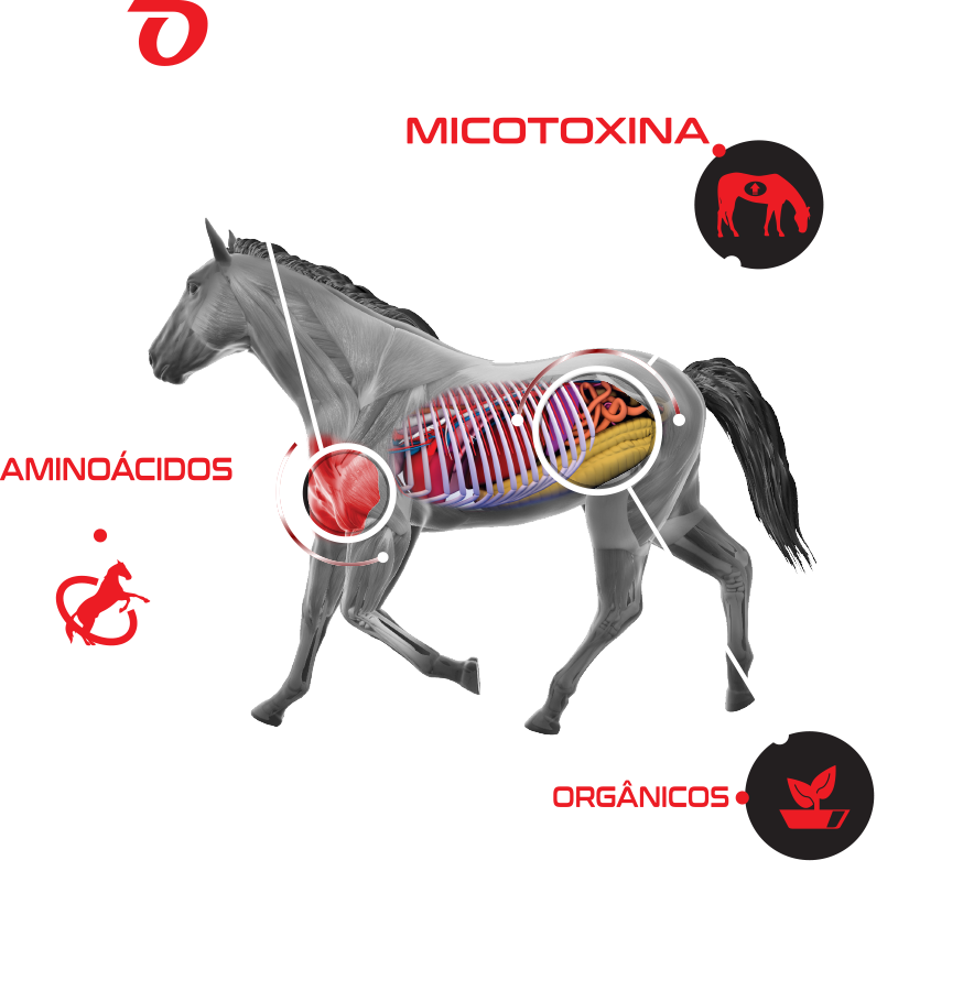 Imagem Cavalo - Linha Pegasus - Soma