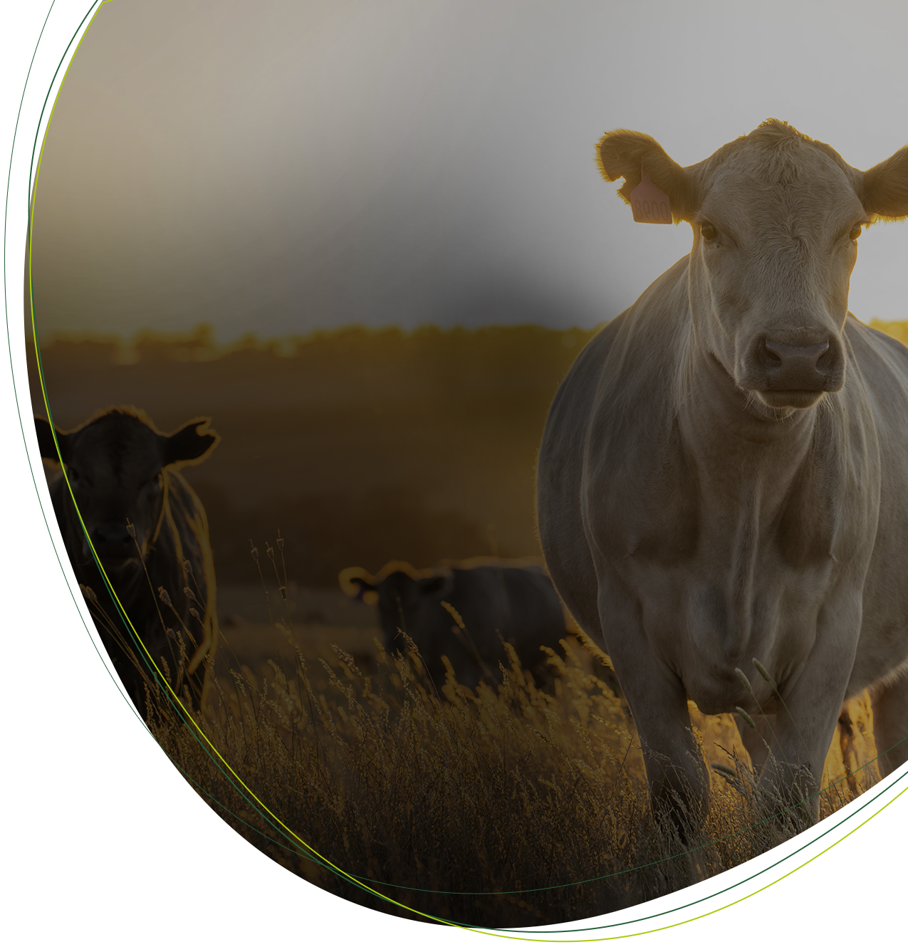 Banner Topo - LP Somafos - Soma Nutricao Animal