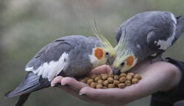 Ração extrusada para aves: benefícios, importância e por que não basta oferecer só sementes