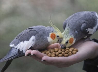 Ração extrusada para aves: benefícios, importância e por que não basta oferecer só sementes