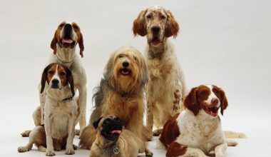 Como saber o tamanho do cachorro quando ele crescer?