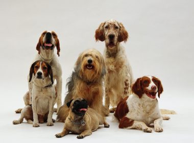 Como saber o tamanho do cachorro quando ele crescer?