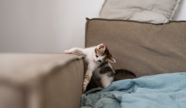 O que fazer para o gato não arranhar o sofá?