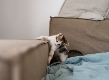 O que fazer para o gato não arranhar o sofá?