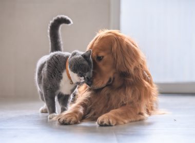 Prebióticos e Probióticos para cães e gatos: para que servem e quando usar?