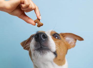 Ração para filhotes e adultos: entenda as diferenças e escolha a alimentação ideal