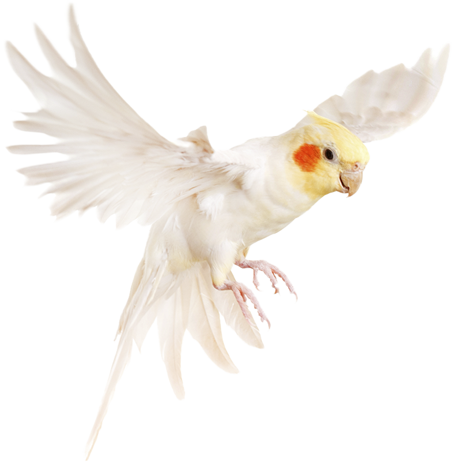 LP Soma Ecoriginal - Aves 2