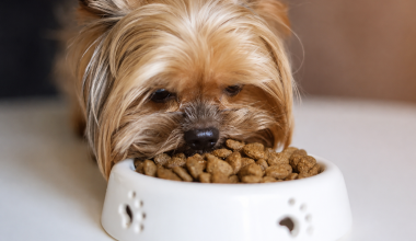Ração hipoalergênica: o que é e quando ela é indicada para cães?