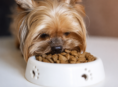 Ração hipoalergênica: o que é e quando ela é indicada para cães?