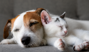 Nutrição pet por fase de vida: o que muda para cães e gatos?