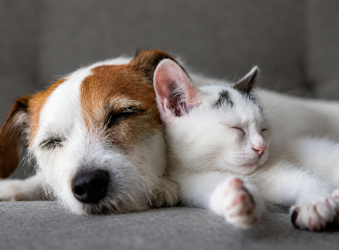 Nutrição pet por fase de vida: o que muda para cães e gatos?